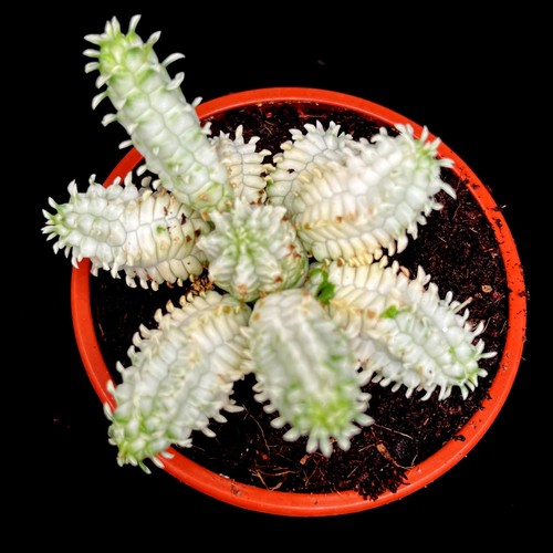 Euphorbia mammillaris - euphorbia,