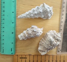 Shells. Tiger/hermit Crabs Shells X3