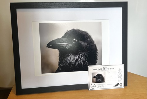 Raven bird british wildlife - british,