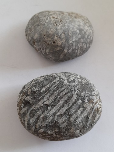 Pieces fossil fossilised - fossil,