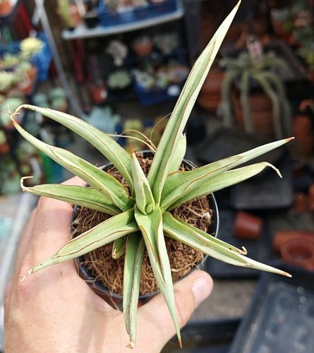 Sansevieria platinum crown - 'platinum,