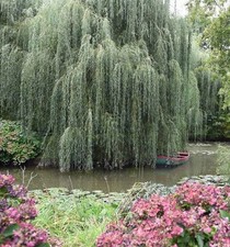 Weeping Willow Tree 2-3ft Tall