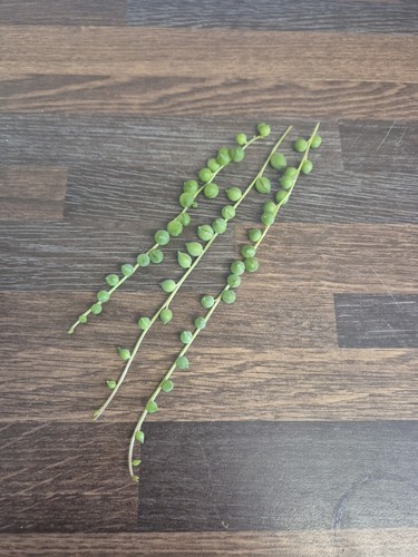 String pearls 12cm - pearls,