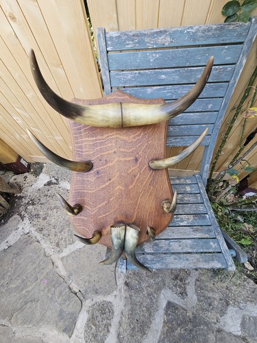 Antique horn coat rack wall - horn,