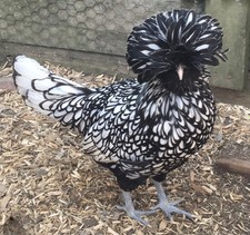 6 - Polish Chicken Hatching