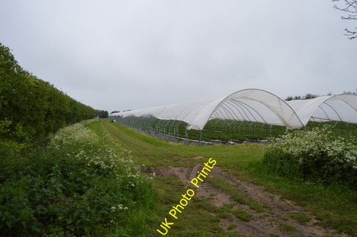 Photo 6x4 fruit polytunnels - 6x4,