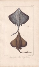 1834 STINGRAY FISH Print - Hand-Coloured Antique Wall Art - 5.8 x 8.9 Inches