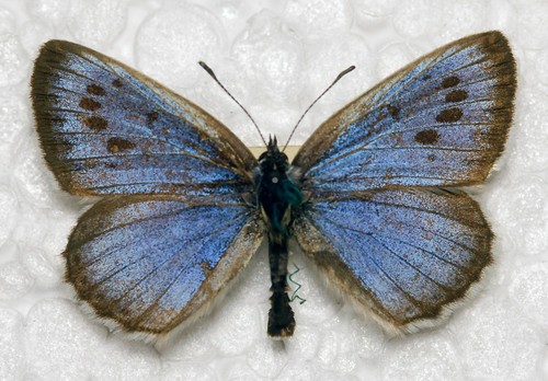 Large blue phengaris - 🦋, (phengaris