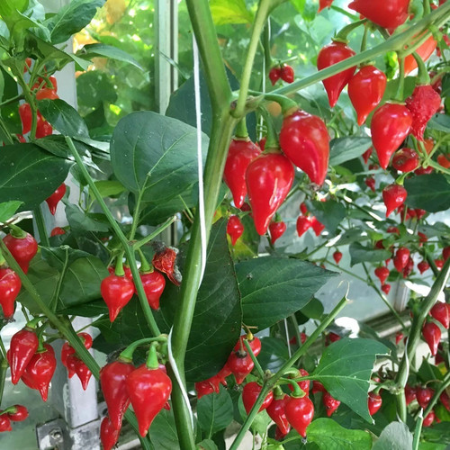 Chilli pepper biquinho red - chilli,