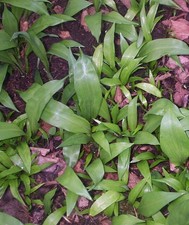 30 small Wild Garlic bulbs