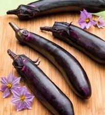 Melanzana Viserba Eggplant -