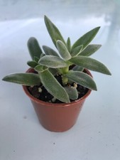 Crassula Tarantula Rooted Baby Succulent Cacti