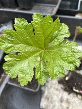 Darmera peltata umbrella - peltata.,