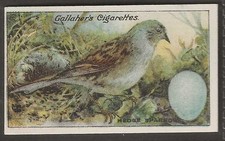 GALLAHER-BIRDS NESTS & EGGS