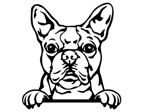 Boston terrier dog - boston,