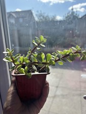 Portulacaria Afra Variegata