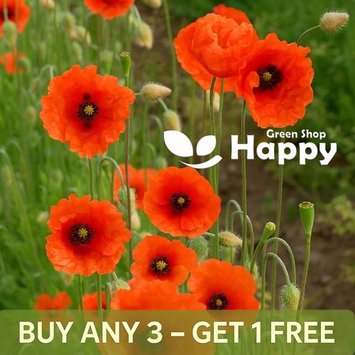 Blindeyes poppy 2500 seeds - poppy,