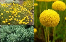 Cotton Lavender (Santolina