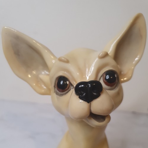 Little paws pixie chihuahua - little, "pixie"