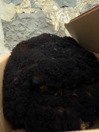 Sheared sheep wool black tan - sheared,