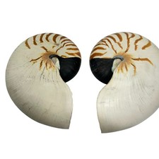 Large Nautilus Pompilius