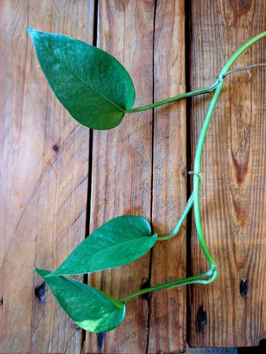 Golden pothos cutting three - golden, cutting,