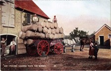 PC HOP-PICKING LOADING HOPS FOR MARKET KENT ENGLAND VINTAGE POSTCARD (u12576)