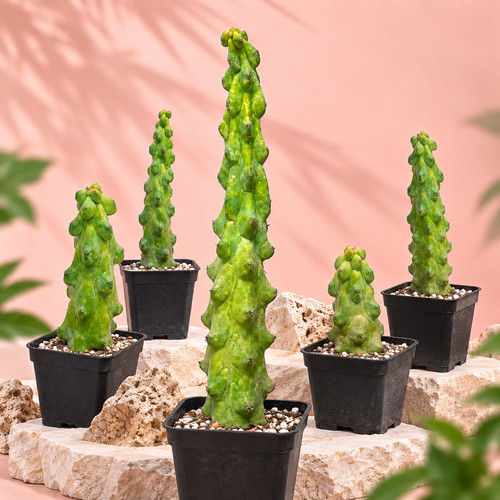 Myrtillocactus geometrizans - myrtillocactus,