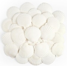Taoq pcs scallop - c, shells