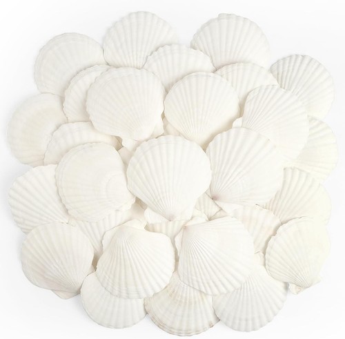 Taoq pcs scallop shells - scallop,