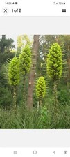 Puya chilensis hardy rare - chilensis,