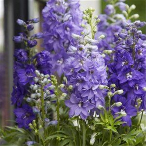 Delphinium blue perennial - delphinium,