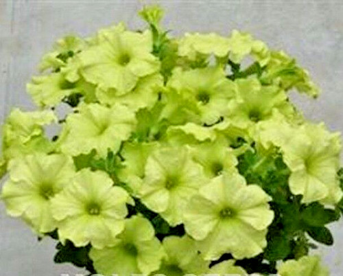 Petunia seed compact bush - compact,