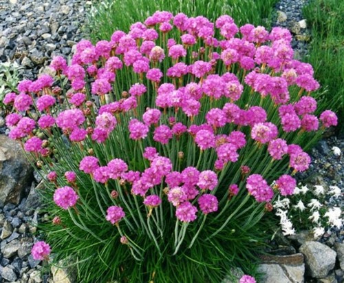 Armeria splendens sea thrift - 6,