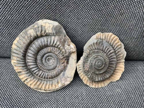 Pos neg dactylioceras - dactylioceras, sp
