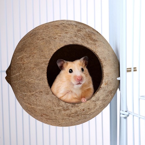 Coconut shell bird - , nest