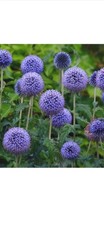 Allium Purple Sensation Seeds