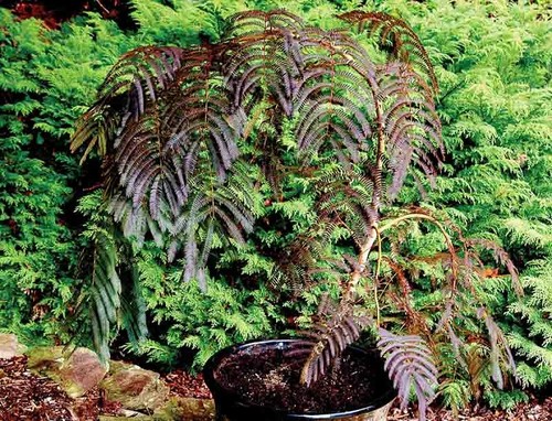 Albizia julibrissin chocolate - julibrissin,