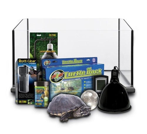 Swell reptiles turtle - reptiles, juvenile