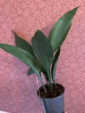 PREMIUM ASPIDISTRA PLANT 60cm In 15cm Pot