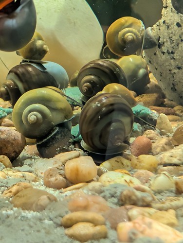 Live mystery snails - $4,