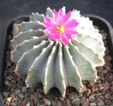 10 X Geohintonia Mexicana