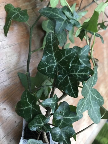 Hedera green trailing ivy - hedera,
