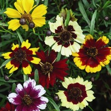 Coreopsis hybrida 'Incredible