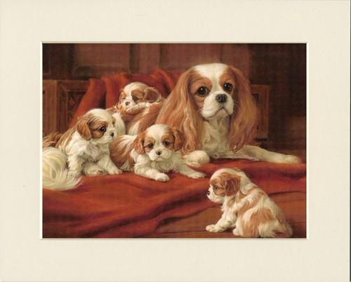 Cavalier king charles - cavalier, spaniel