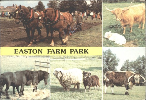 Easton farm park suffolk - easton,
