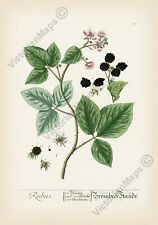 Blackberry Rubus bramble fruit