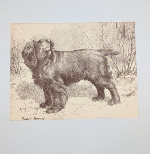 1930s vintage sussex spaniel - 1930s,