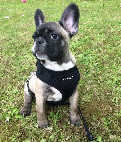 Puppia ritefit dog harness - puppia,