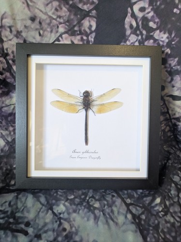 Green emperor dragonfly anax - emperor,
